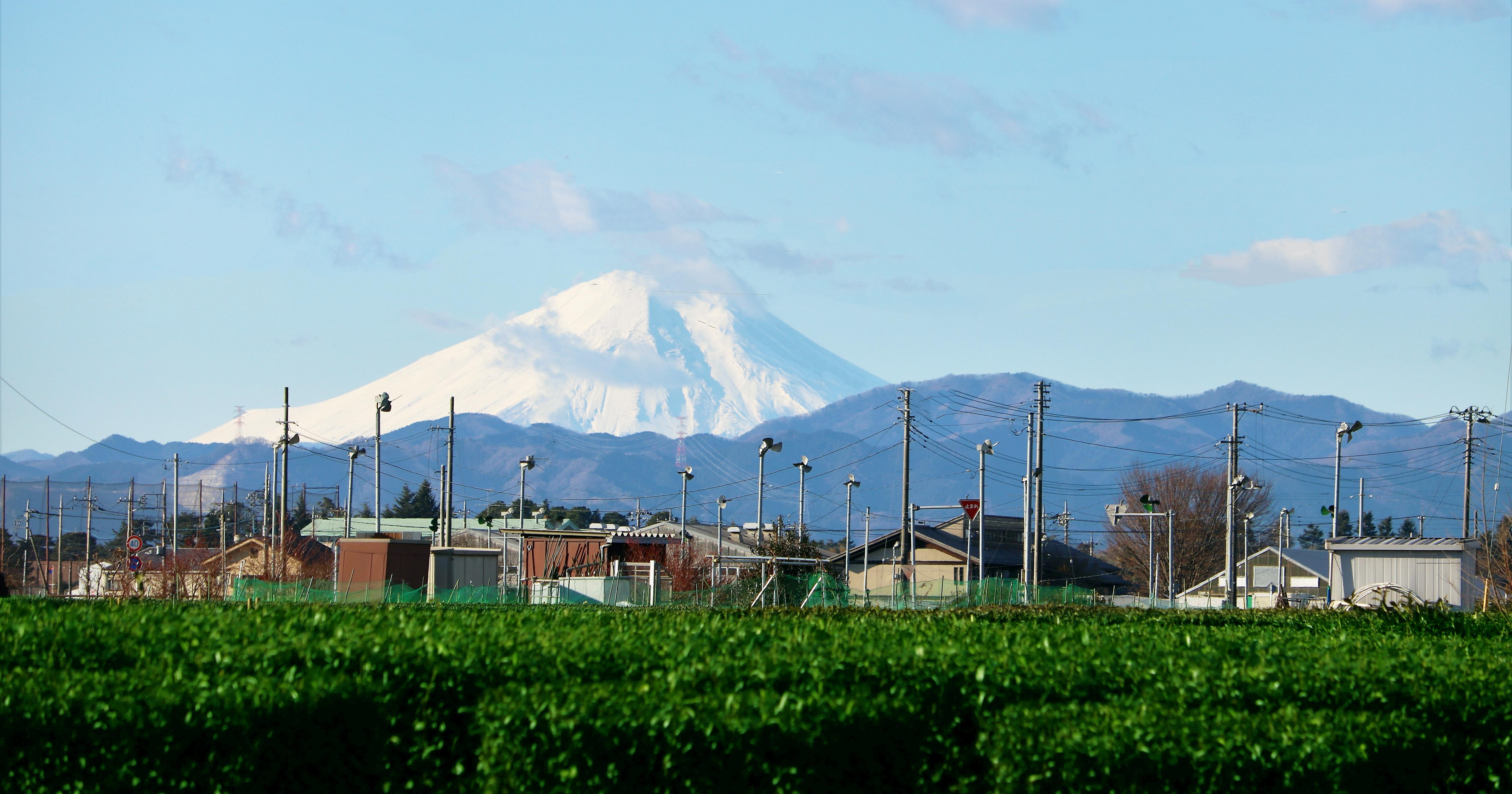 狭山茶の特徴