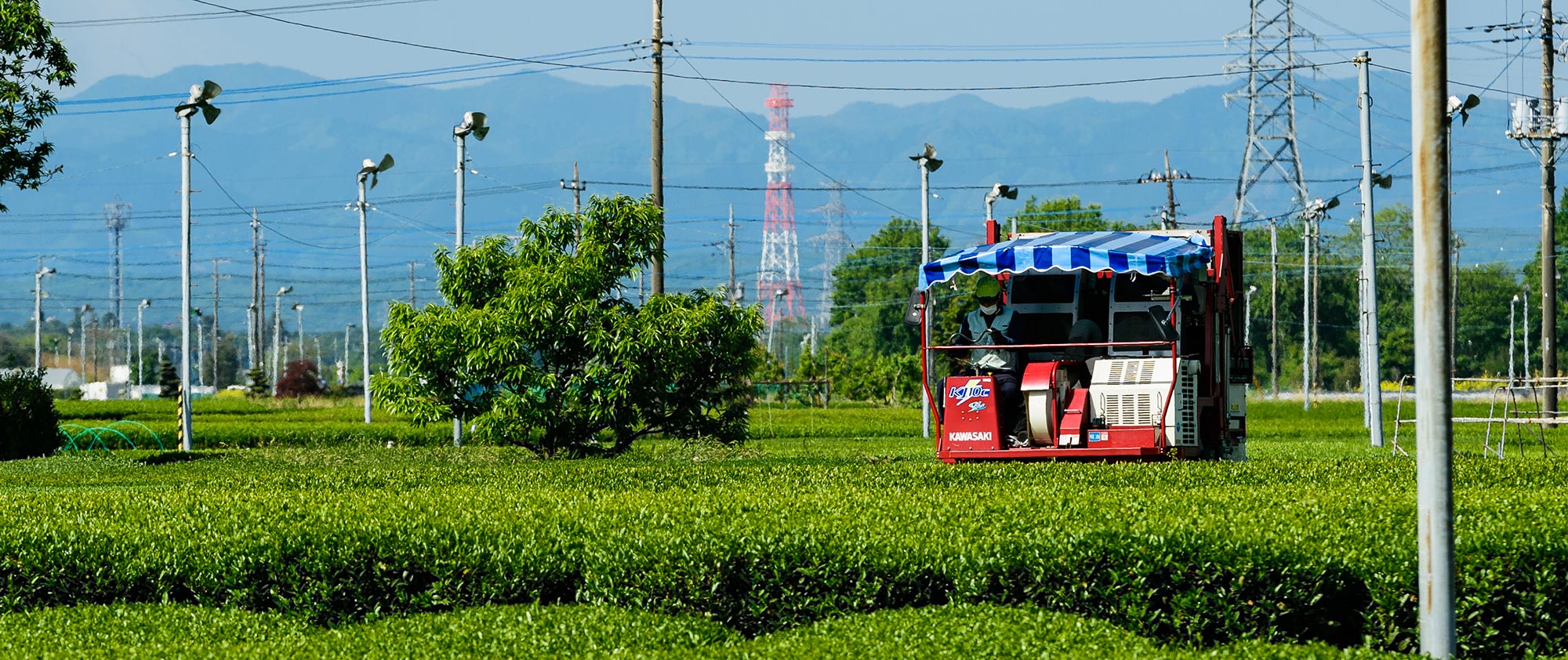 日本一の面積と生産量