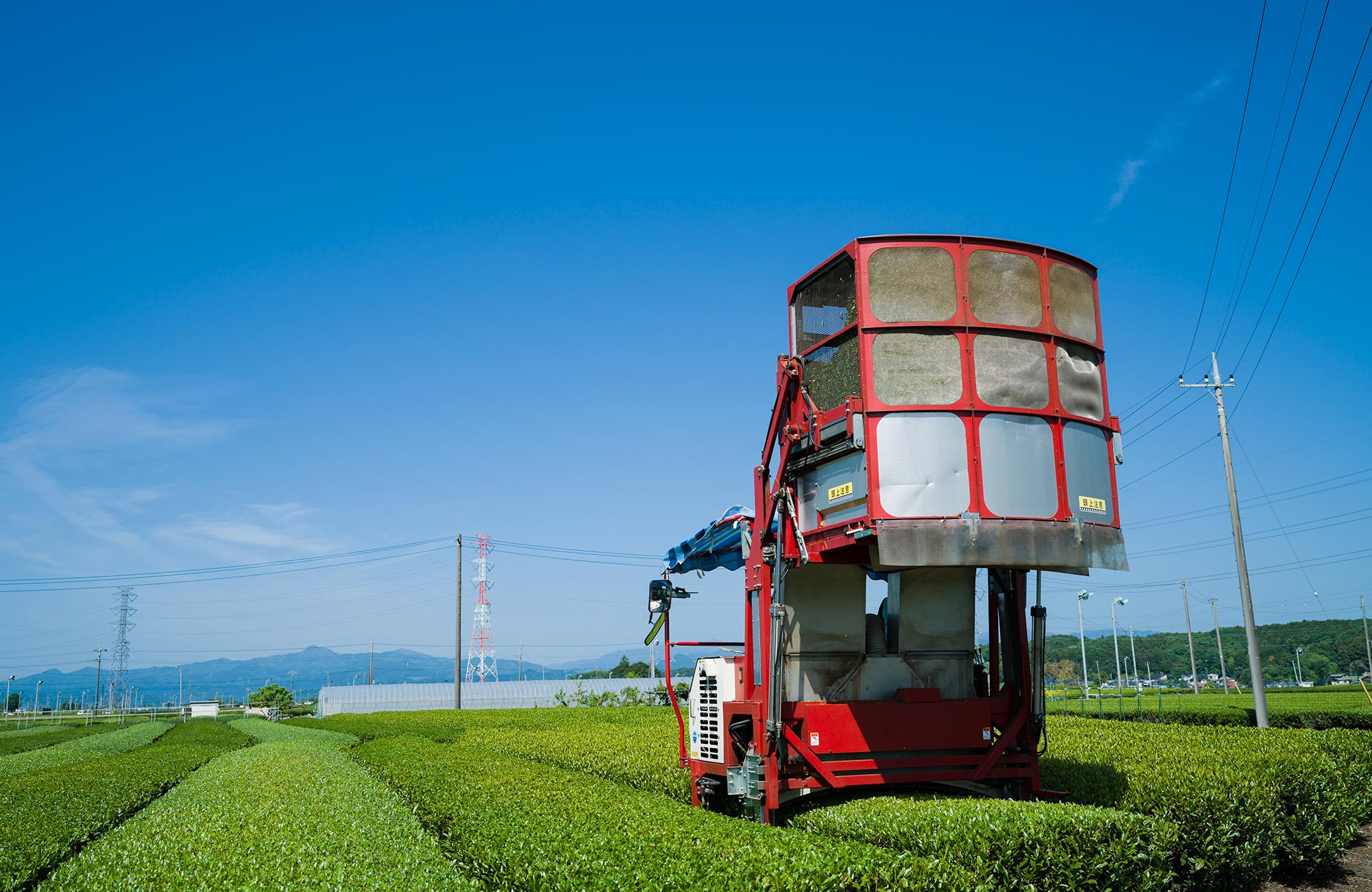 狭山茶の収穫時期