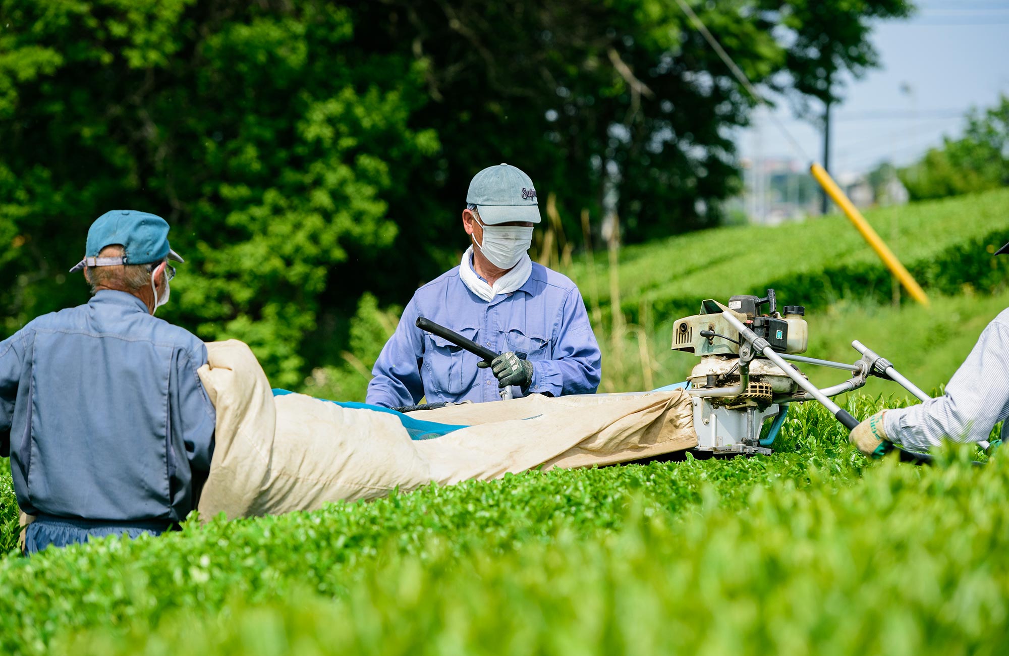 狭山茶の収穫時期