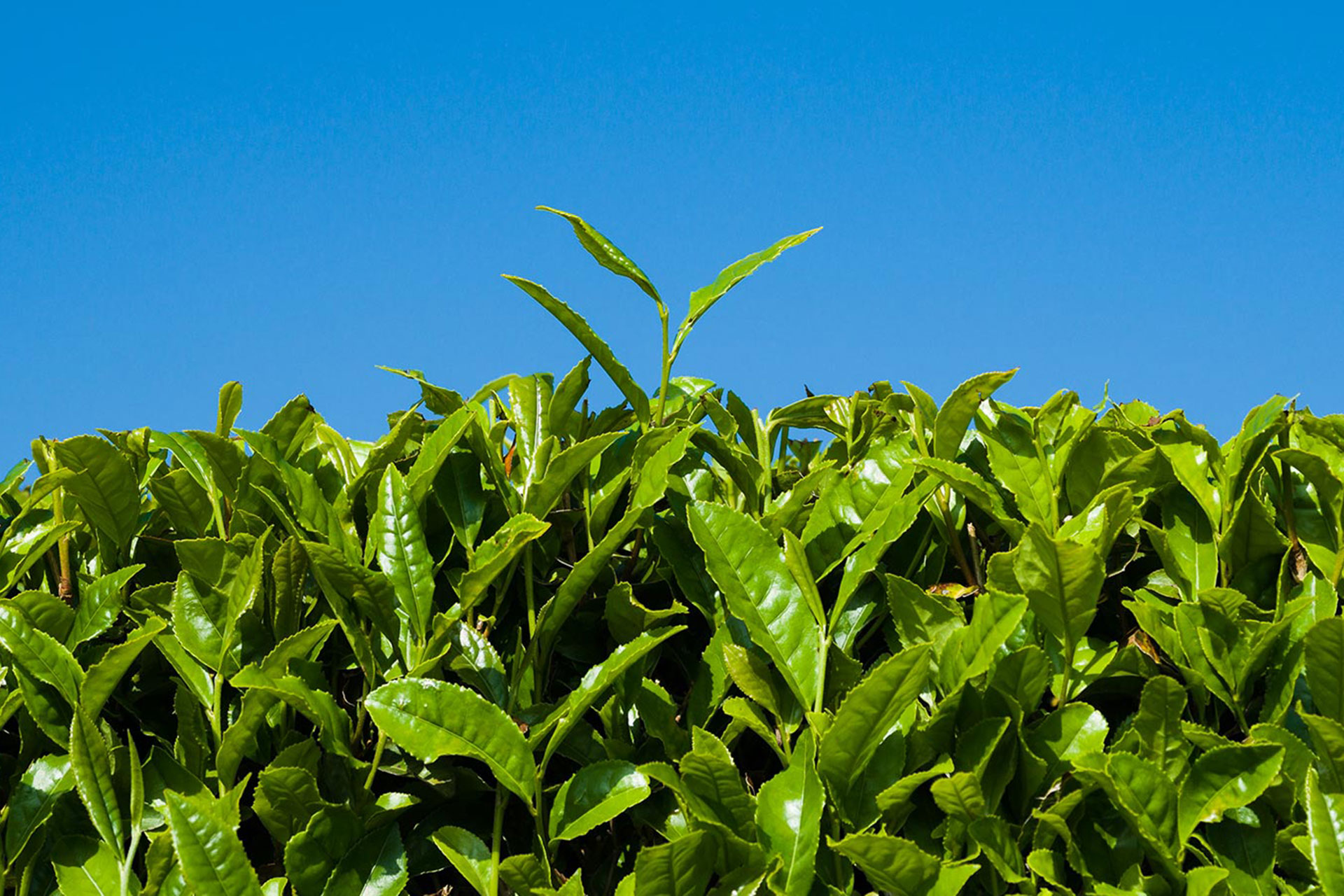 狭山茶の収穫時期